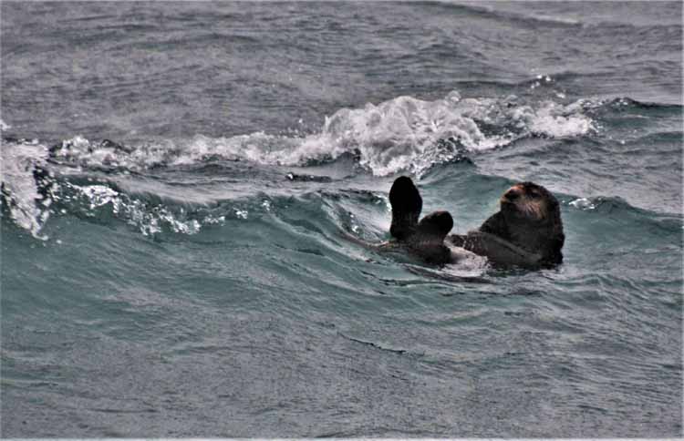 sea otters in water